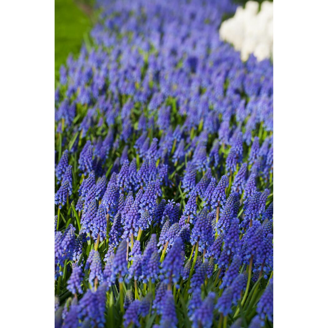 Blaue Traubenhyazinthen