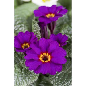 Primel 'Violett', 10,5 cm Topf
