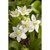Weiße Ornithogalum-Blüten mit gelben Staubblättern.
