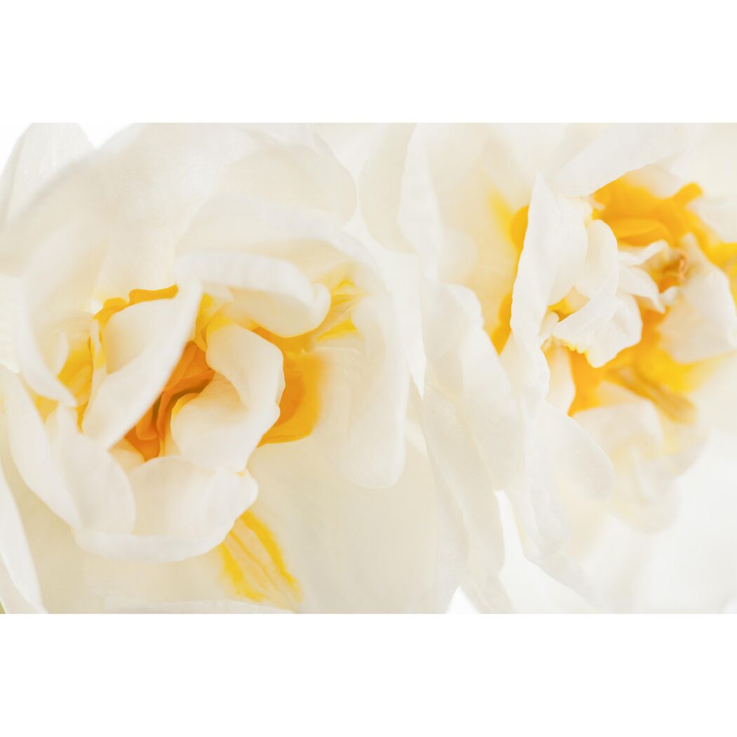 Narzisse 'Bridal Crown', 10,5 cm Topf, 3er-Set
