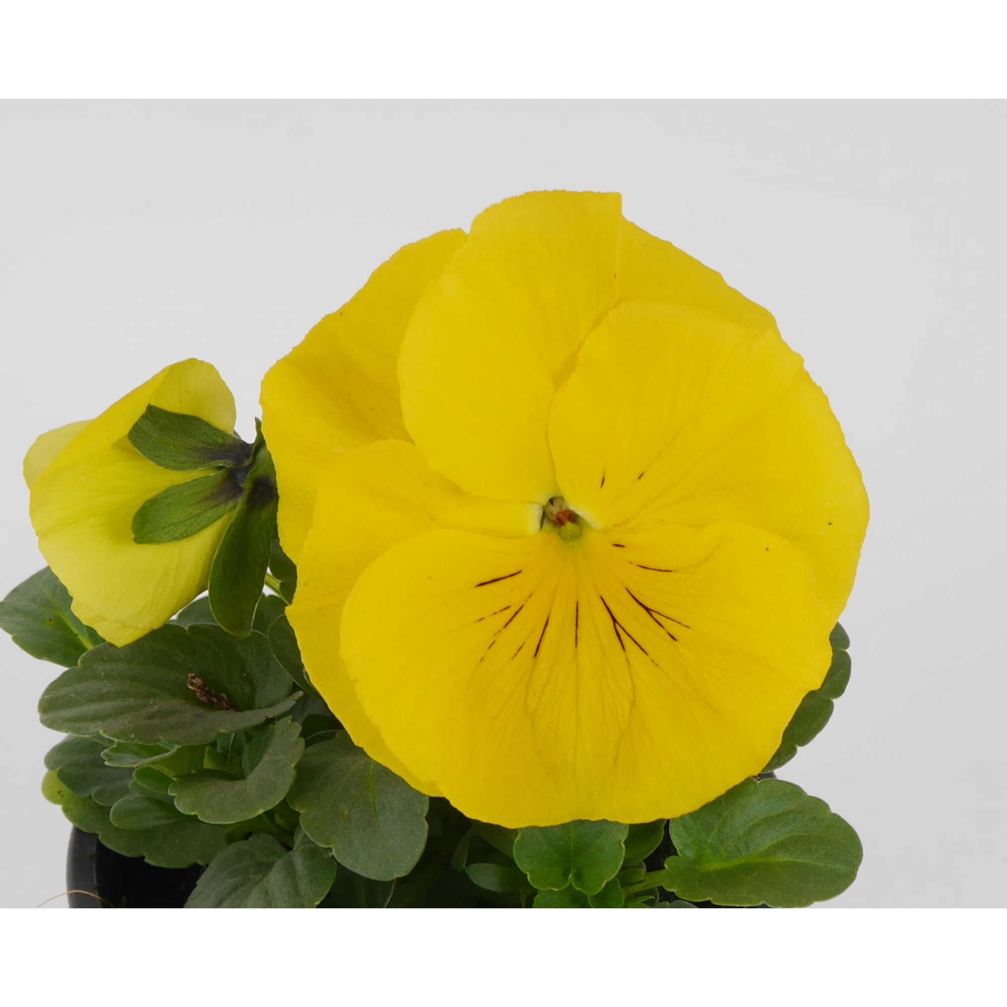 toom Stiefmütterchen Gelb, 9 cm Topf, 3er-Set