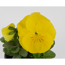 Verkleinertes Bild von Stiefmütterchen Gelb, 9 cm Topf, 3er-Set