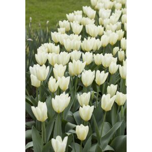 Tulpe weiß, 10,5 cm Topf, 3er-Set