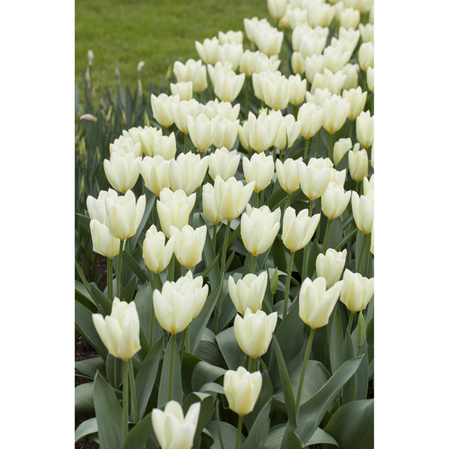 Bild von Tulpe weiß, 10,5 cm Topf, 3er-Set