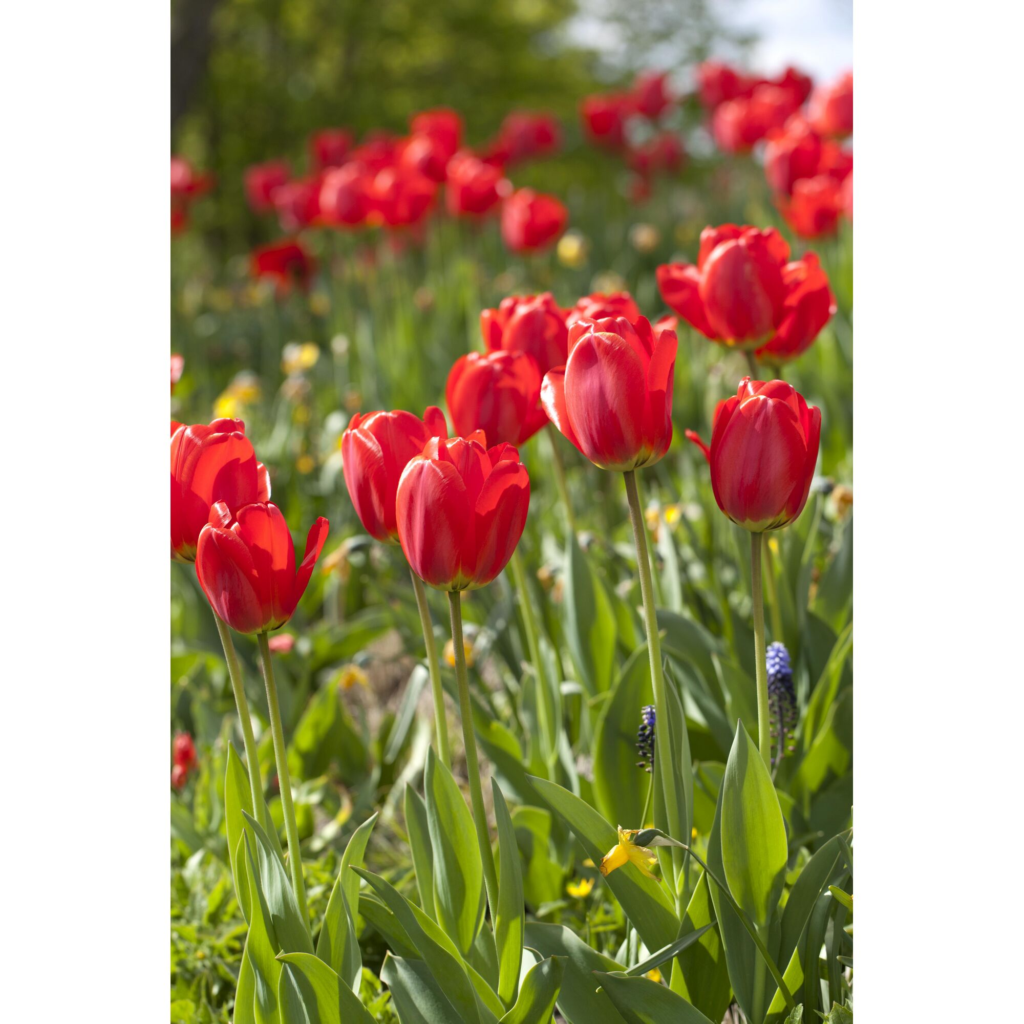 Rote Tulpen in voller Blüte.