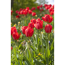 Verkleinertes Bild von Tulpe rot, 10,5 cm Topf, 3er-Set