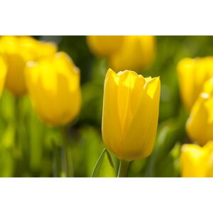 Tulpe gelb, 10,5 cm Topf, 3er-Set
