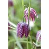 Gefleckte lila Schachbrettblume