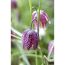 Gefleckte lila Schachbrettblume