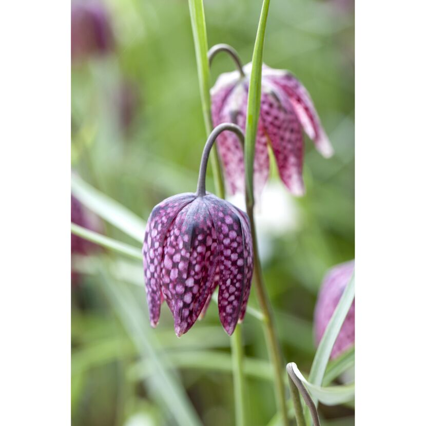 Gefleckte lila Schachbrettblume