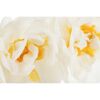 Narzisse 'Bridal Crown', 14 cm Topf