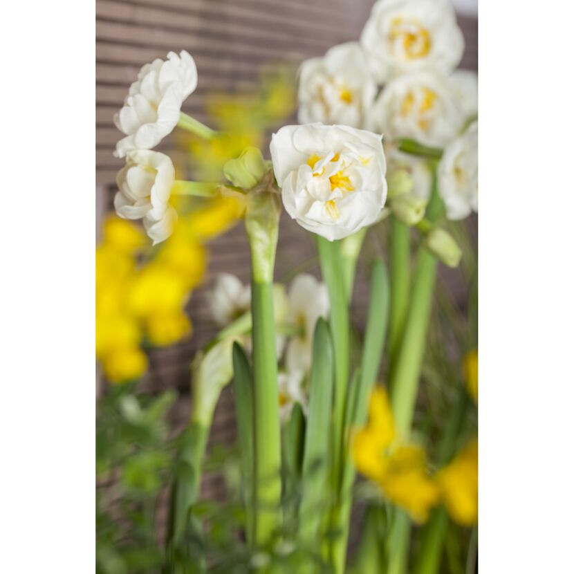Narzisse 'Bridal Crown', 14 cm Topf