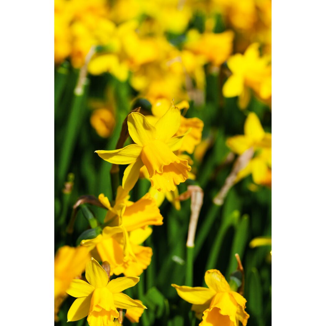 Narzisse 'Tete-a-tete', 14 cm Topf