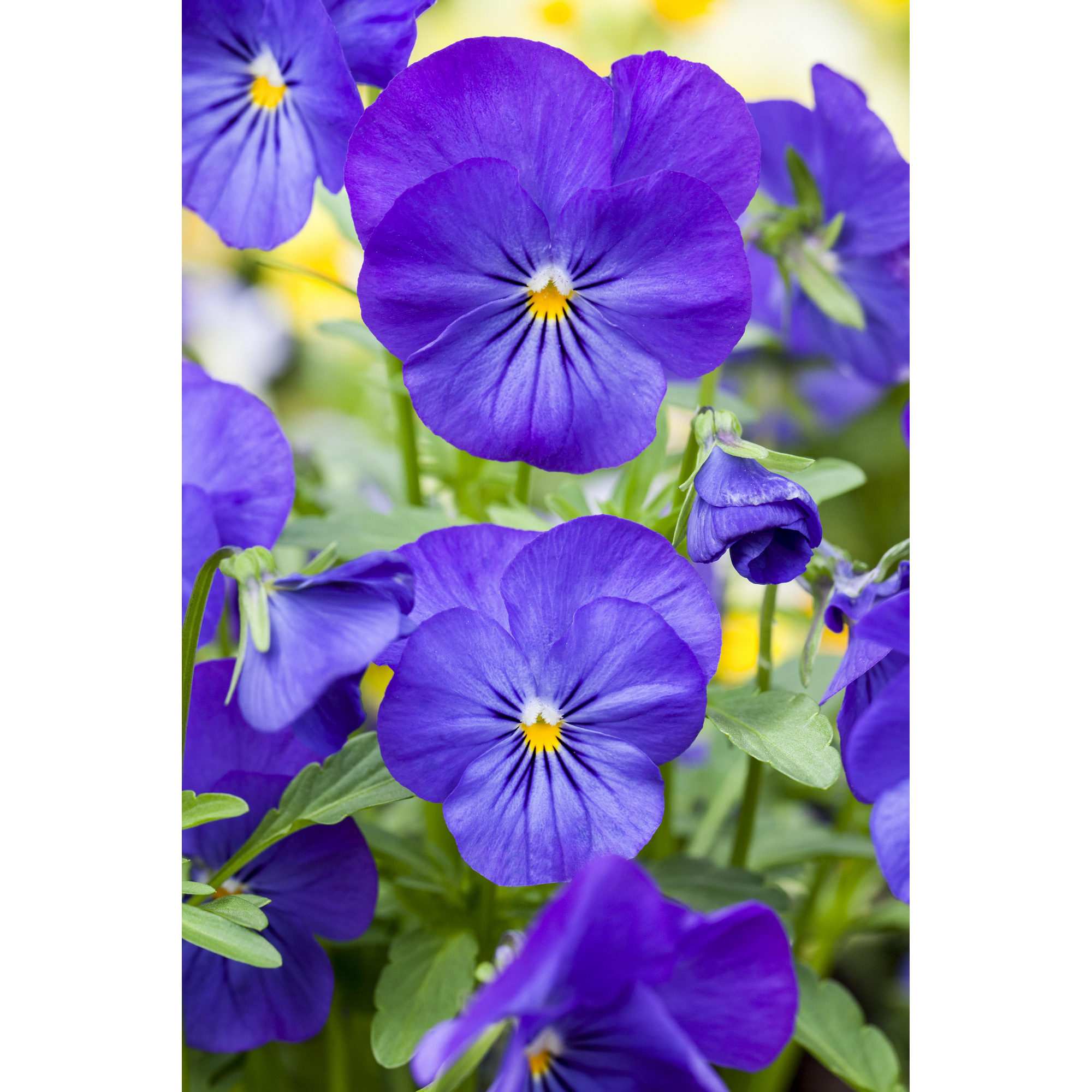 toom Hornveilchen Blau, 9 cm Topf, 6erSet ǀ toom Baumarkt