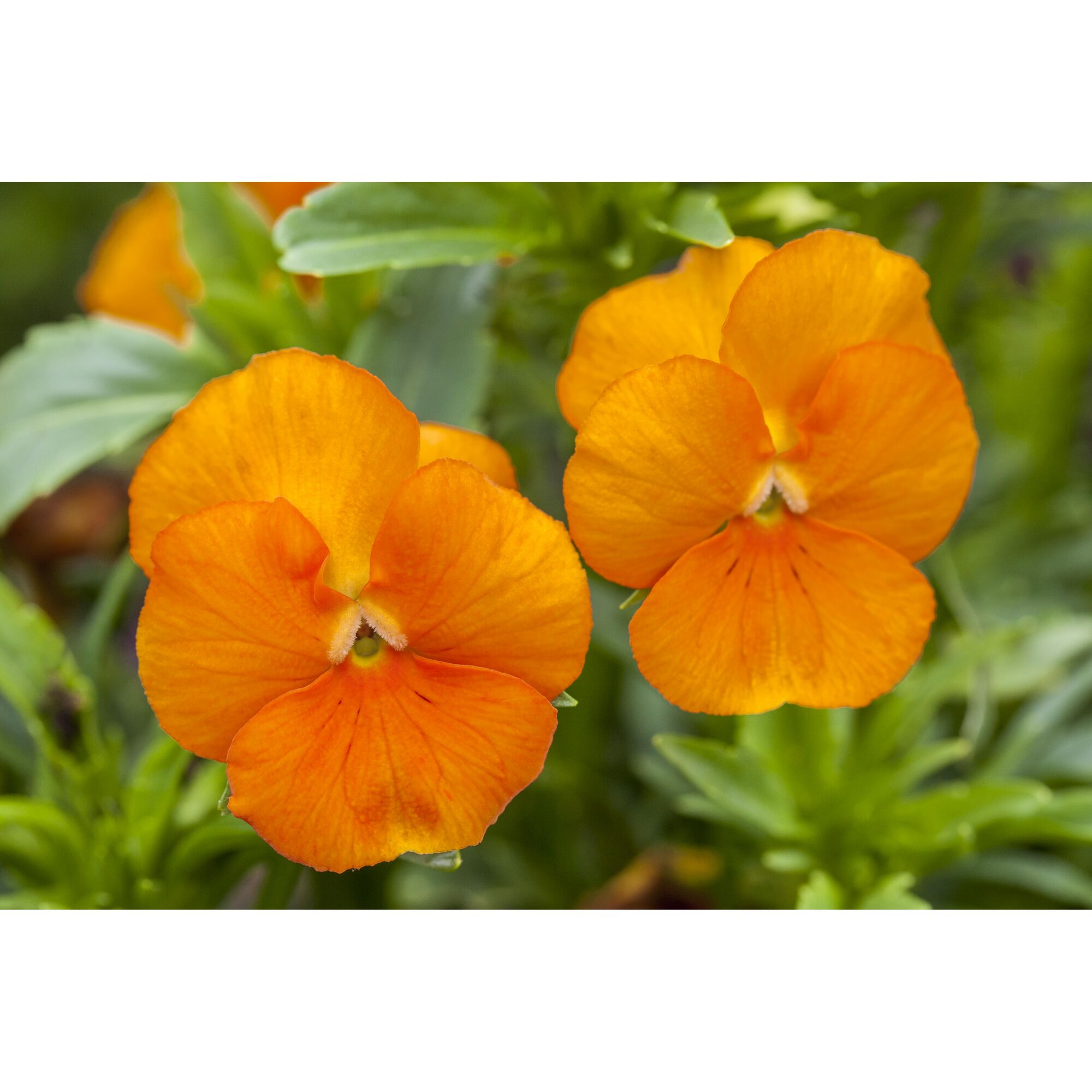 Zwei orangefarbene Hornveilchen