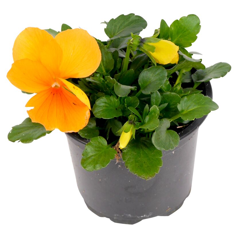 Orangefarbene Hornveilchen in einem Topf