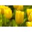 Nahaufnahme einer gelben Tulpe