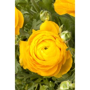 Ranunkel 'Gelb', 10,5 cm Topf