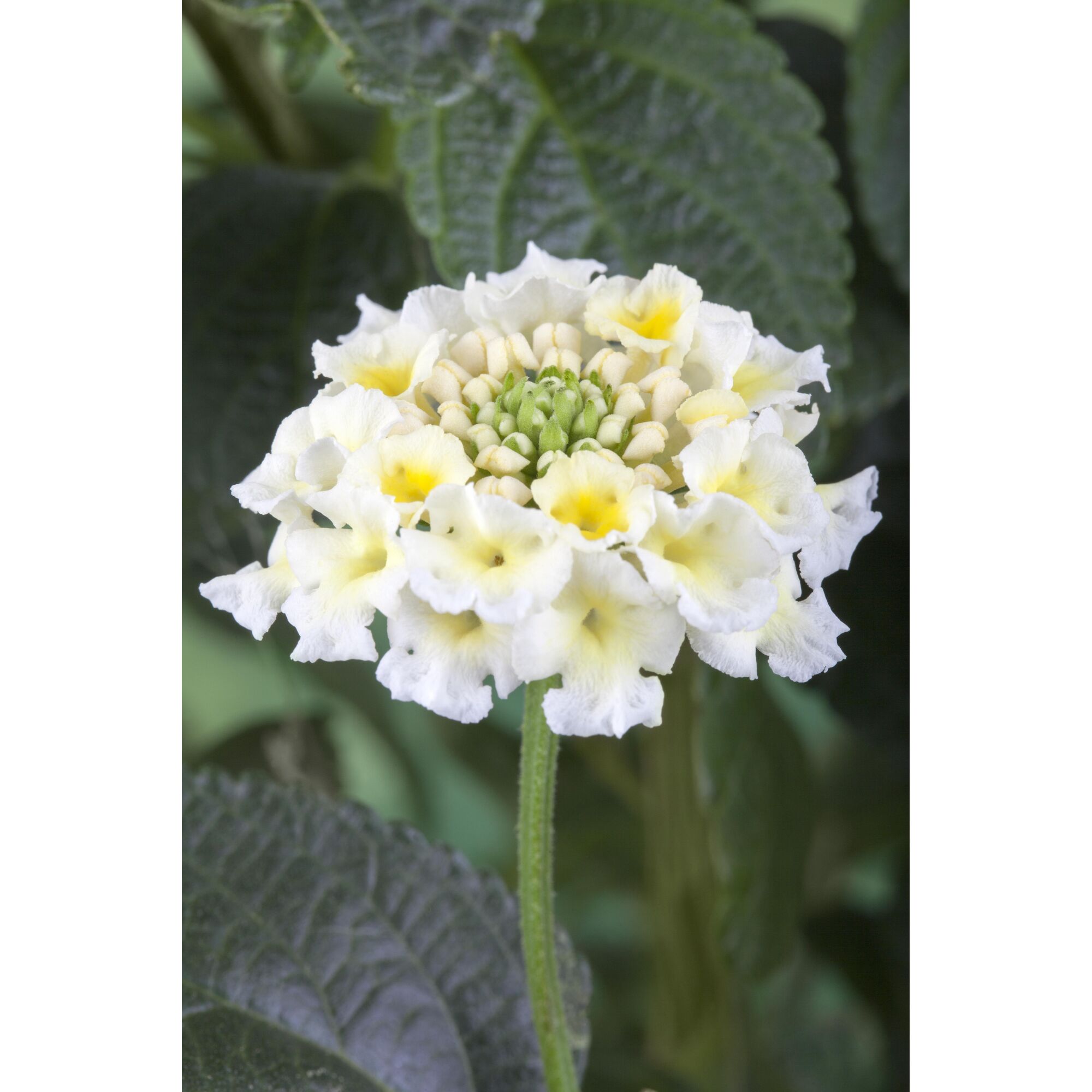 Weiße LANTANA CAMARA