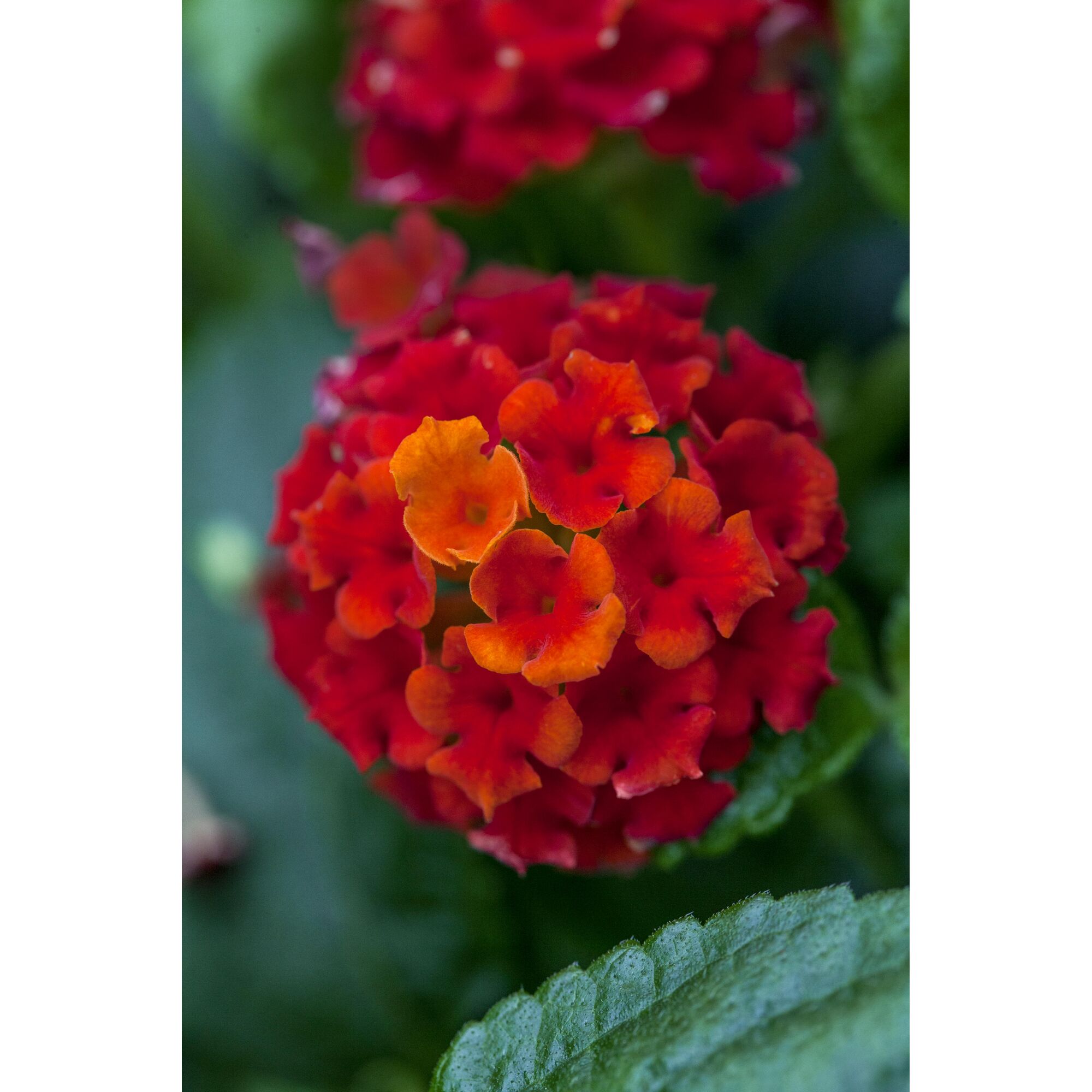 Nahaufnahme einer roten Lantanacamara Blüte