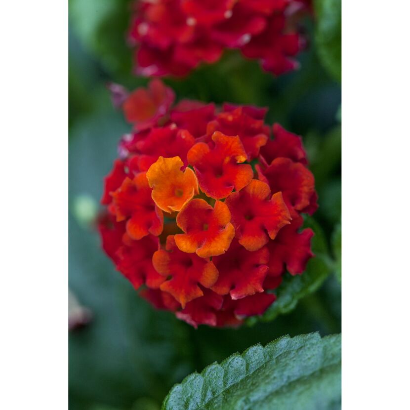 Nahaufnahme einer roten Lantanacamara Blüte