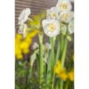 Weiße Narzissen mit gelben Blüten im Hintergrund.