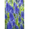 Blaue Traubenhyazinthen
