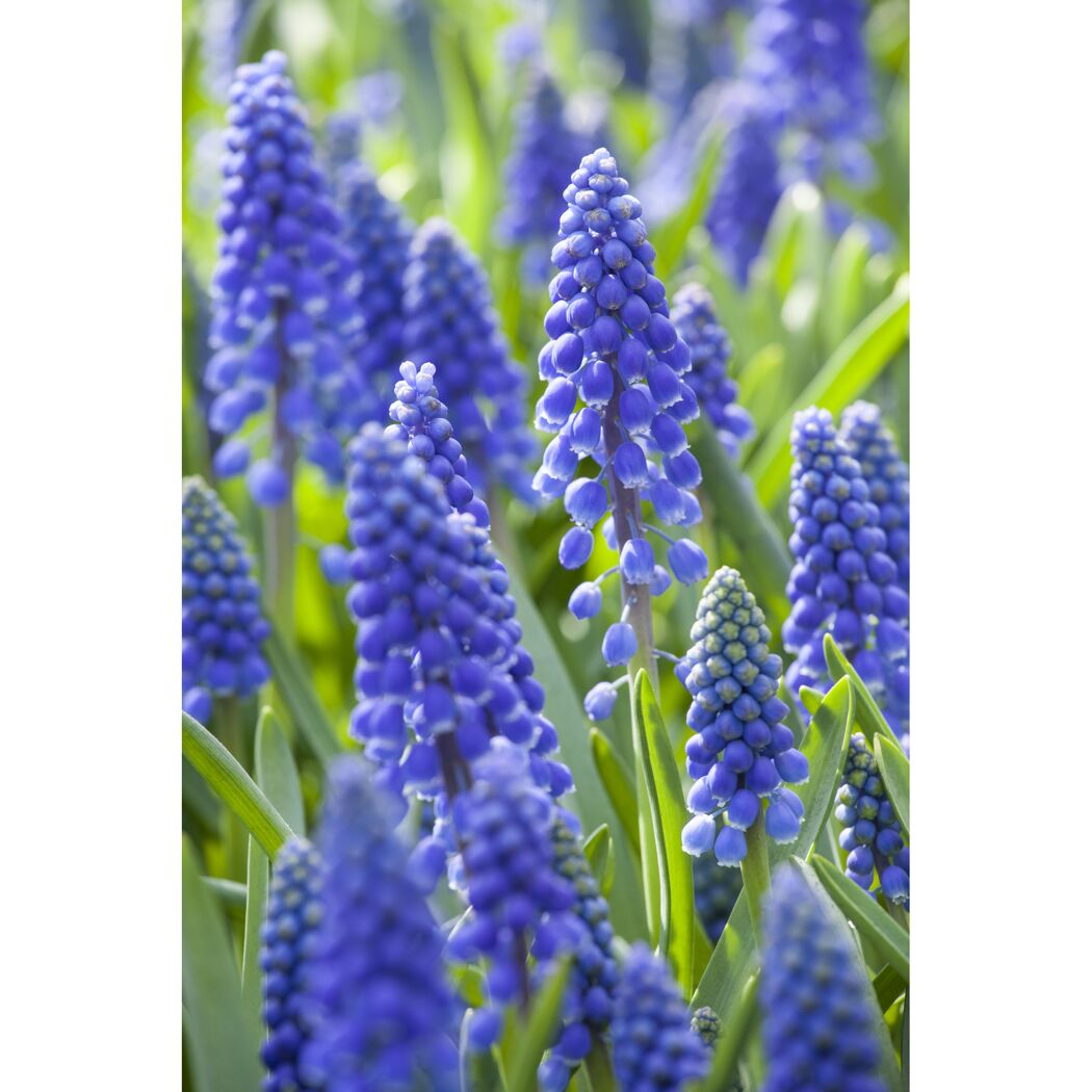 Blaue Traubenhyazinthen