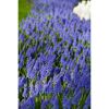 Blaue Traubenhyazinthen