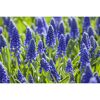 Blaue Traubenhyazinthen