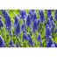 Blaue Traubenhyazinthen