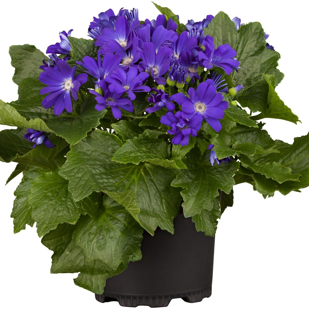 Senetti Pericallis Aschenblume in blau
