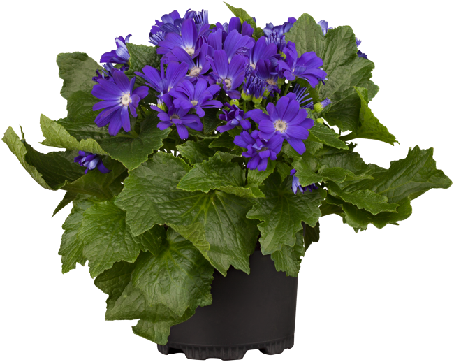Bild von Cinerarie 'Senetti® Deep blue', 19 cm Topf