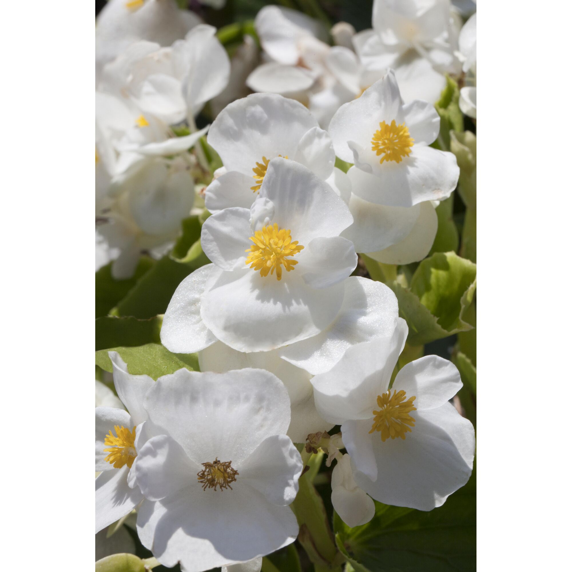 Weiße Begonienblüten mit gelben Staubblättern