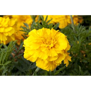 Studentenblume gelb 10,5 cm Topf, 3er-Set