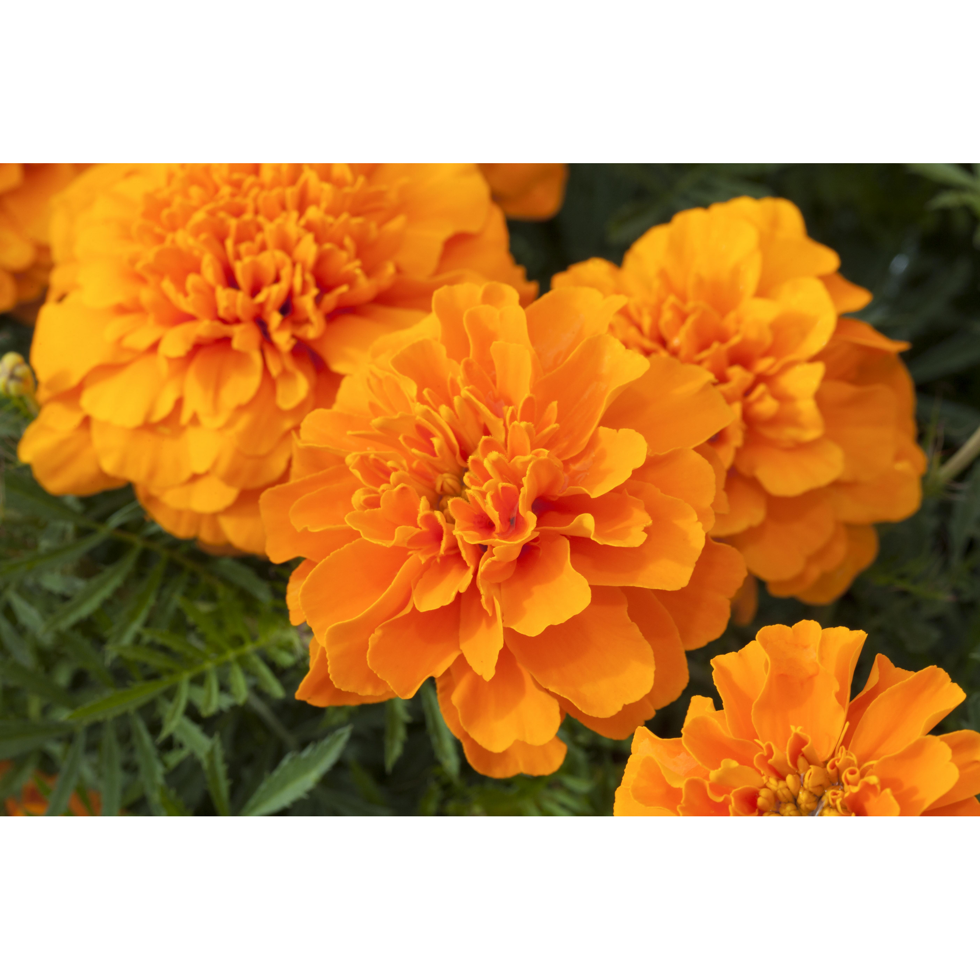 Studentenblume orange 10,5 cm Topf, 3er-Set + product picture