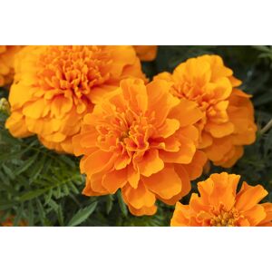 Studentenblume orange 10,5 cm Topf, 3er-Set