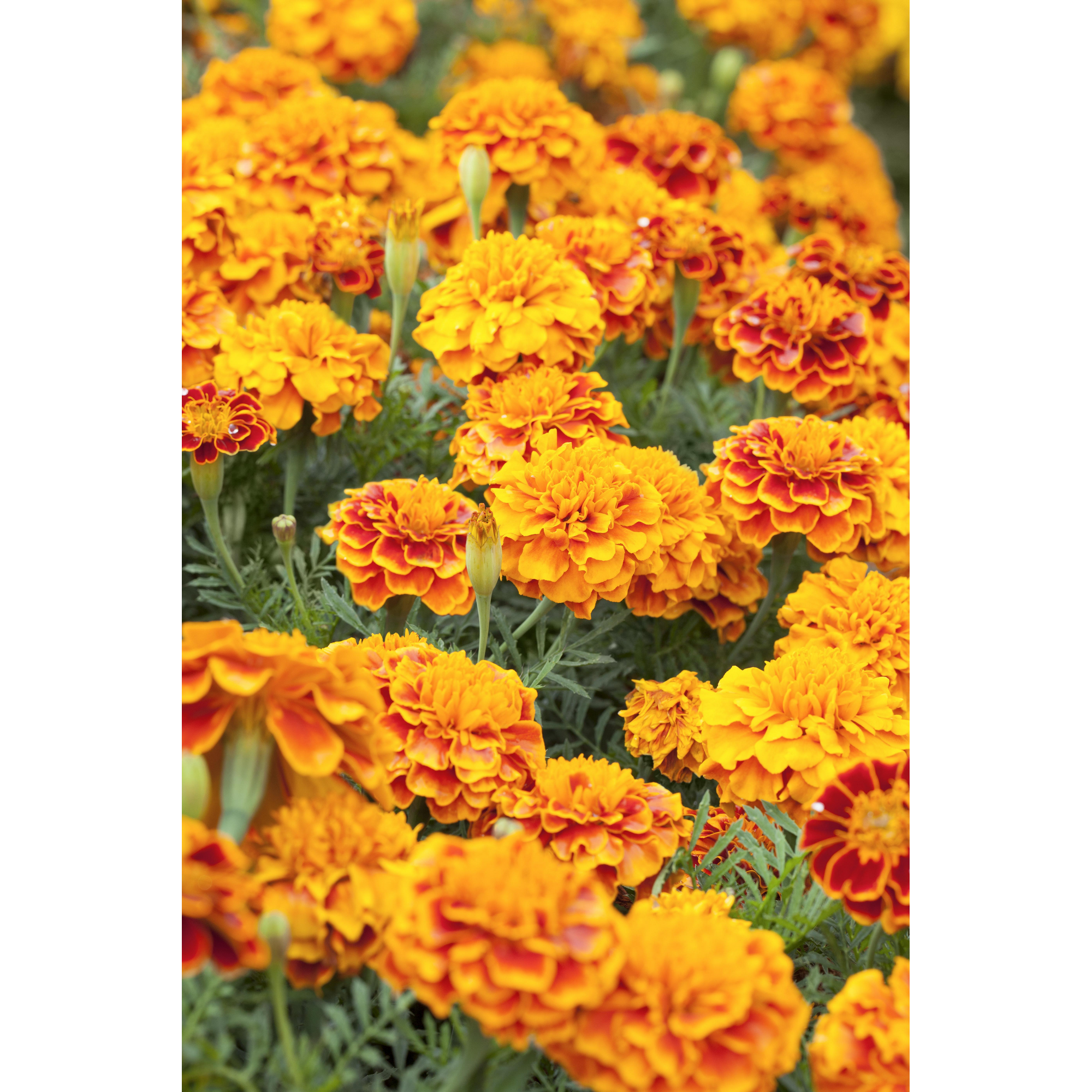 Studentenblume orangerot 10,5 cm Topf, 3er-Set + product picture