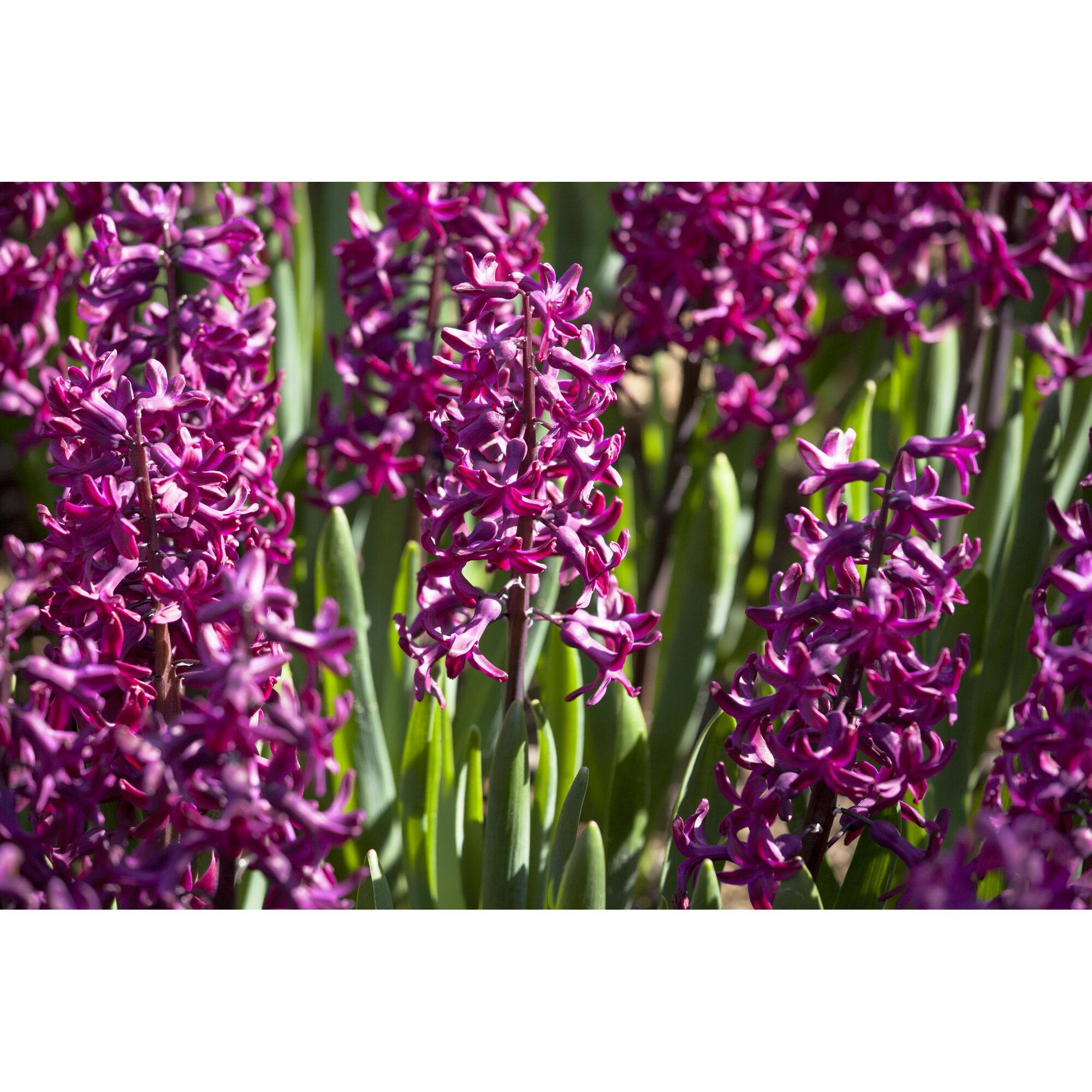 Lila Hyazinthenblüten