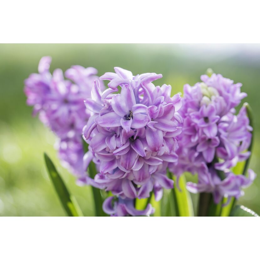 Hyazinthe lila, 12 cm Topf, 2er-Set