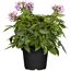 Cleome rosa in schwarzem Topf