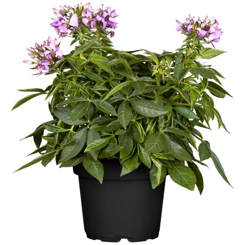 Cleome rosa in schwarzem Topf