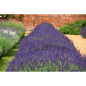 Lavendel 'Essence Purple', 13 cm Topf, 2er-Set