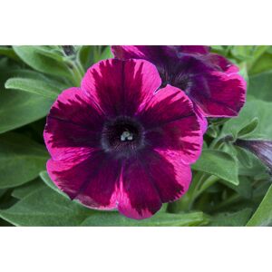 Petunie 'Sweetunia™ Johnny Flame', 12 cm Topf