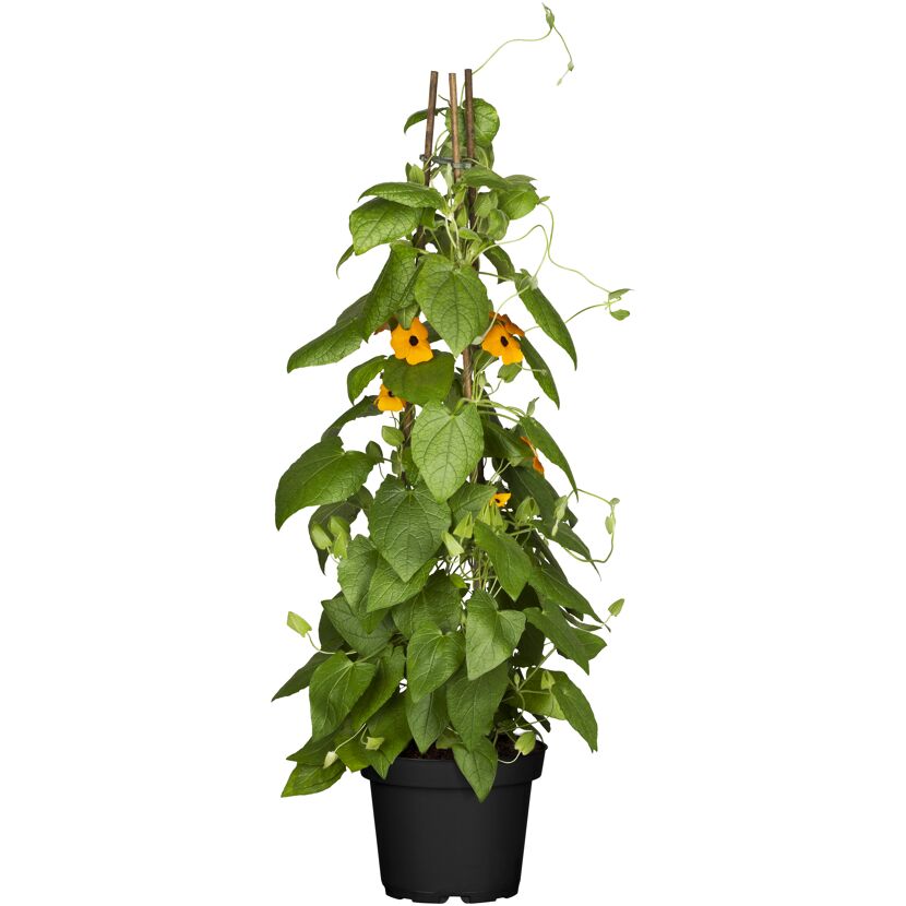 Schwarzäugige Susanne 'gelb', Pyramide Topf 19