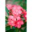 Oleander rosa 17 cm Topf