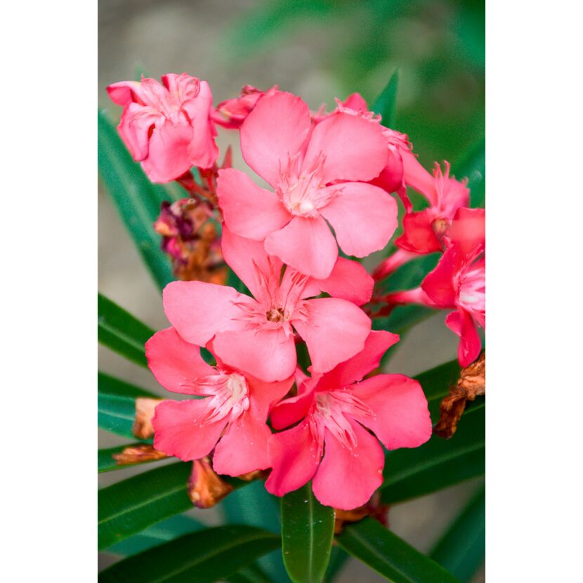 Oleander rosa 17 cm Topf