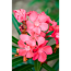Verkleinertes Bild von Oleander rosa 17 cm Topf