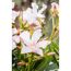 Oleander weiß 17 cm Topf