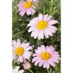 hauptbild